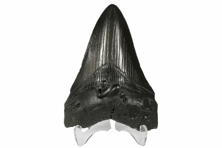Fossil Megalodon Tooth - South Carolina #130711